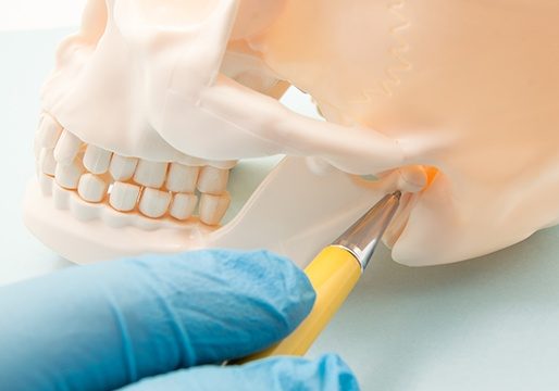 Jaw and skull bone model